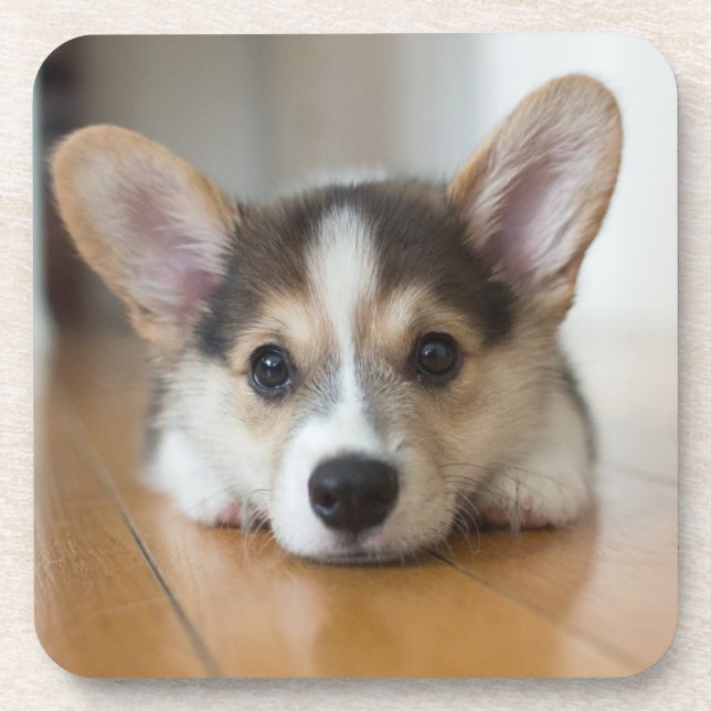 Porta-copo Bebês Mais Pobres | Corgi Puppy Olhando (Frente)