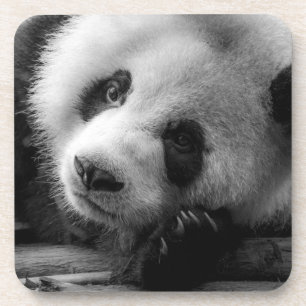 Porta-copo Bebês Mais Pobres Cubo-Urso-Panda Gigante