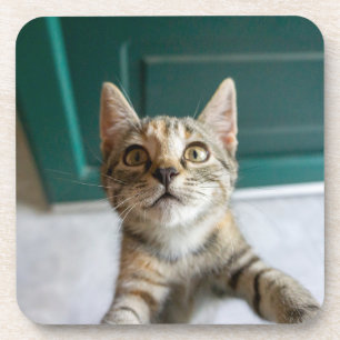 Porta-copo Bebês Mais Pobres Cute Tabby Kitten