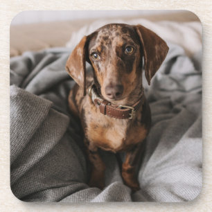 Porta-copo Bebês Mais Pobres Dachshund De Chocolate