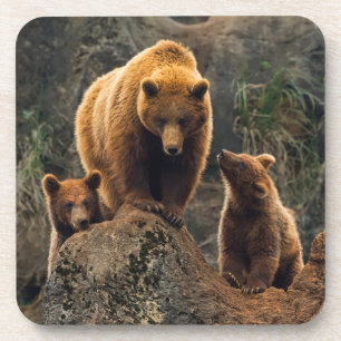 Porta-copo Bebês Mais Pobres Família Brown Bear