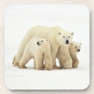 Porta-copo Bebês Mais Pobres   Família de Ursos Polares