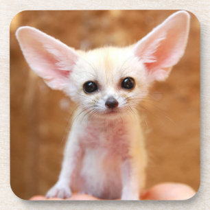 Porta-copo Bebês Mais Pobres Fennec Fox