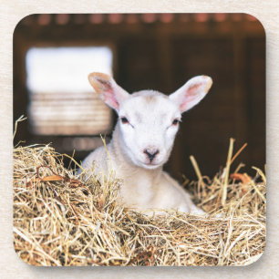 Porta-copo Bebês Mais Pobres Lamas recém-nascidas
