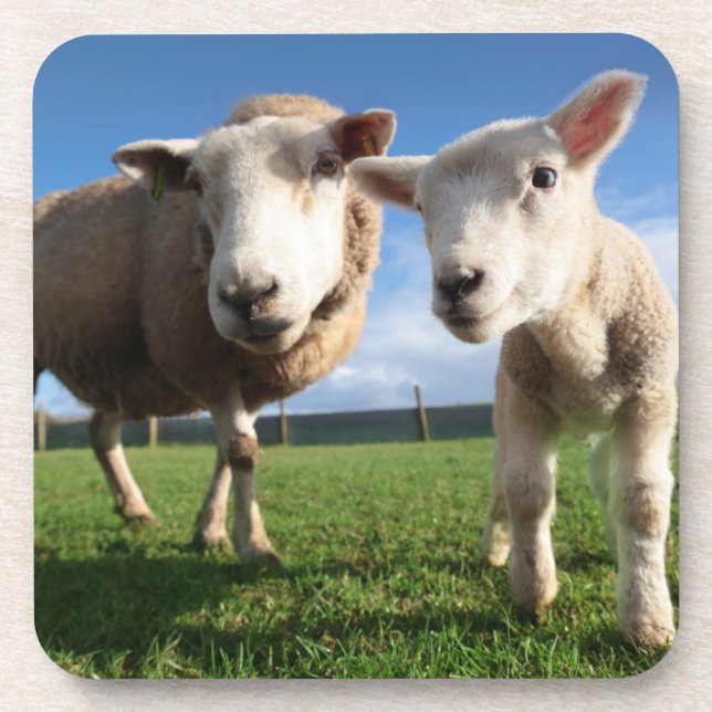 Porta-copo Bebês Mais Pobres | Lamb e mamãe recém-nascidos (Frente)