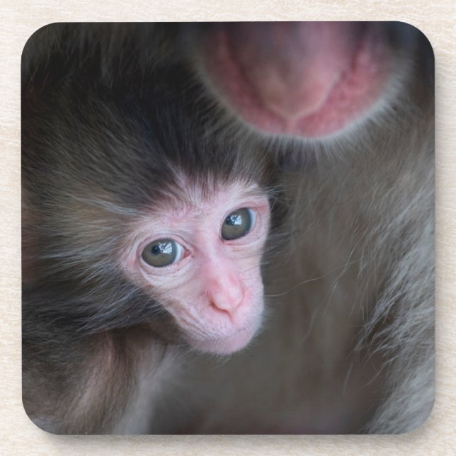 Porta-copo Bebês Mais Pobres | Macaco Baby Macaque e Mãe (Frente)