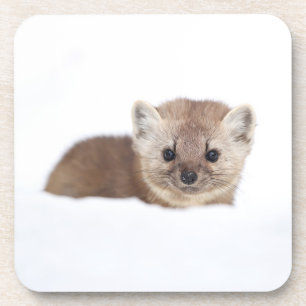 Porta-copo Bebês Mais Pobres Pine Marten