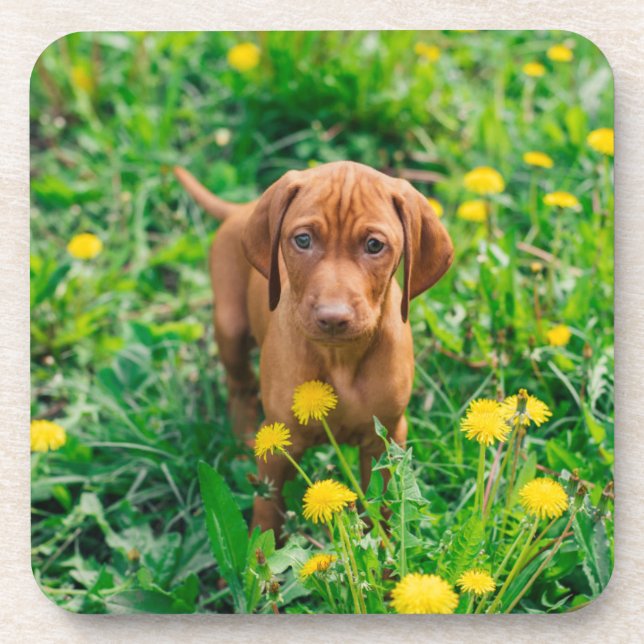 Porta-copo Bebês Mais Pobres | Pointer Puppy (Frente)