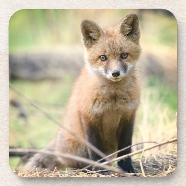 Porta-copo Bebês Mais Pobres | Raposa bebê (Frente)