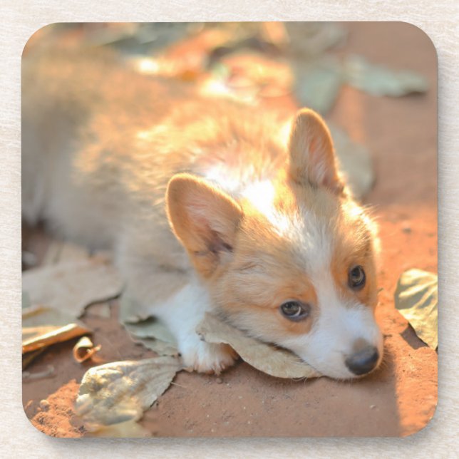 Porta-copo Bebês Mais Pobres | Shy Corgi (Frente)