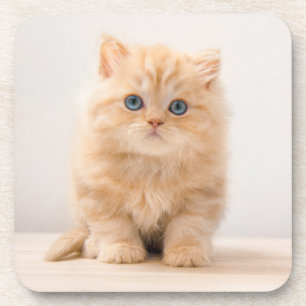 Porta-copo Bebês Mais Pobres Um Gatinho De Palha Britânico