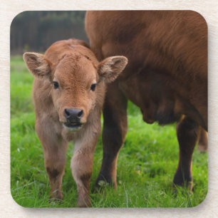 Porta-copo Bebês Mais Pobres Vaca e vitelo