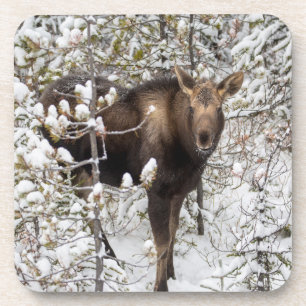 Porta-copo Bebês Mais Pobres Vitelo de Moose