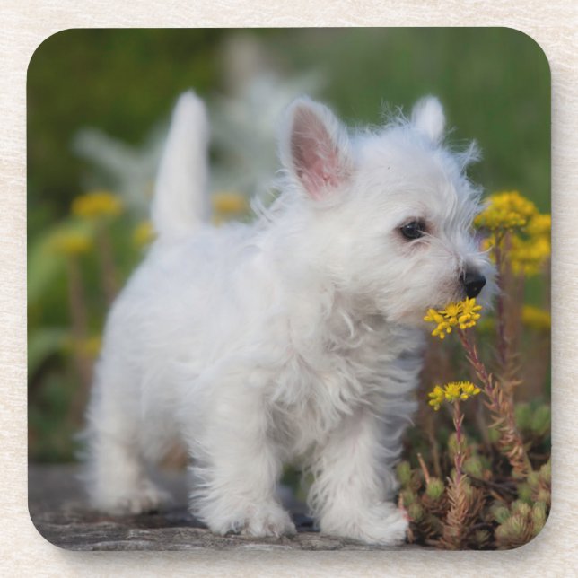 Porta-copo Bebês Mais Pobres | West Highland White Terrier (Frente)