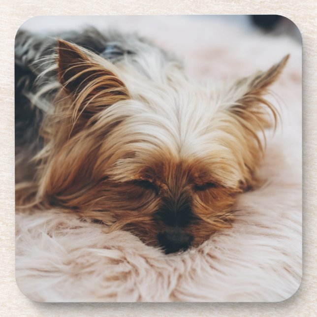 Porta-copo Bebês Mais Pobres | Yorkshire Terrier (Frente)