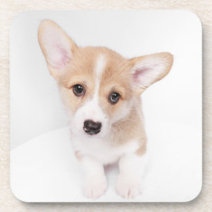 Porta-copo Bebês Mais Pobres Young Corgi Puppy