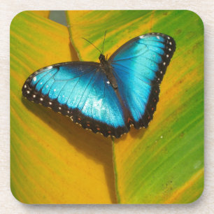 Porta-copo Bela Borboleta Iridescente