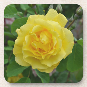Porta-copo Beleza de rosa amarela