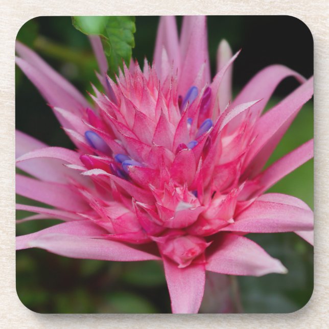 Porta-copo Beleza Rosa (Frente)