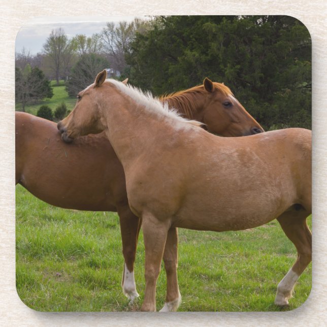 Porta-copo Belezas Bathing (Frente)