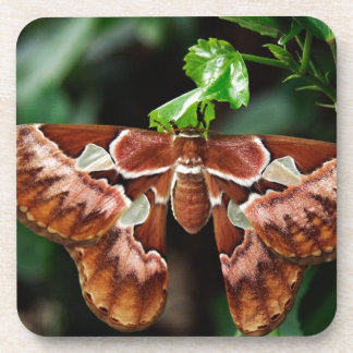 Porta-copo Belo Atlas Moth