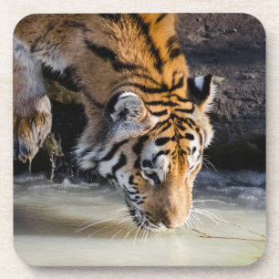 Porta-copo Belo Tigre na Waterhole