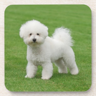 Porta-copo Bichon Frise