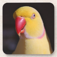 Bico do Parakeet de Ringneck do indiano de Lutino