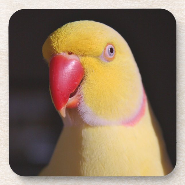 Porta-copo Bico do Parakeet de Ringneck do indiano de Lutino (Frente)