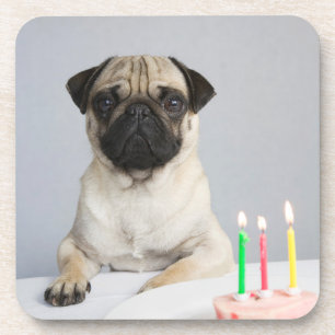 Porta-copo Birthday Pug