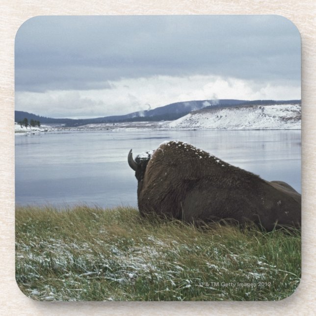 Porta-copo Bisonte que descansa por Yellowstone River com (Frente)