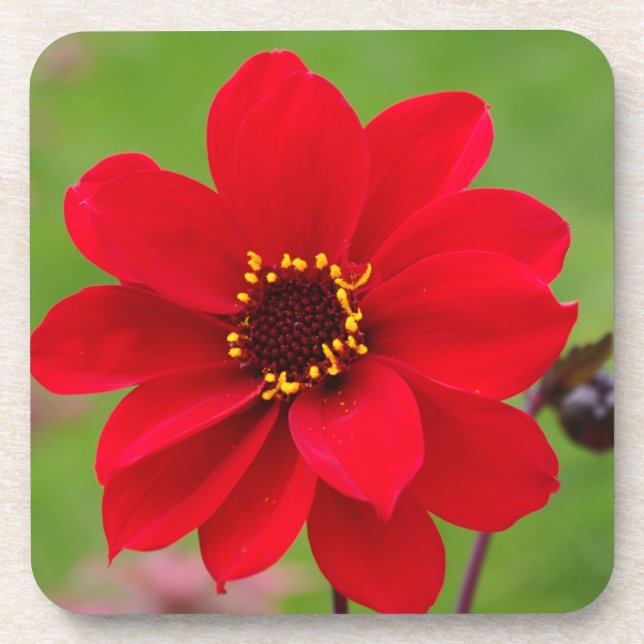 Porta-copo Bispo de Llandaff Dahlia (Frente)
