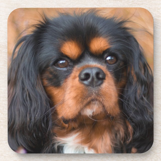 Porta-copo Black and Tan Cavalier King Charles Spaniel Dog (Frente)