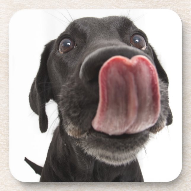 Porta-copo Black Labrador A Banhar O Nariz (Frente)