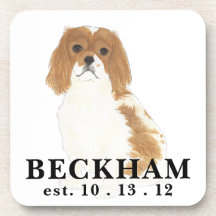 Blenheim Cavalier King Charles Spaniel