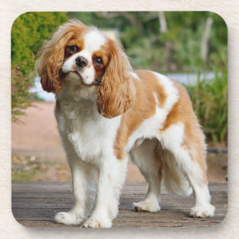 Porta-copo Blenheim Cavalier King Charles Spaniel Puppy Dog