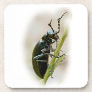 Porta-copo Blister - Meloidae