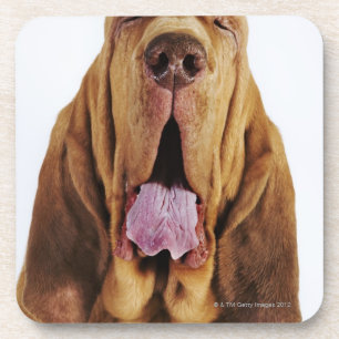 Porta-copo Bloodhound (cão do St. Hubert) com olhos fechados
