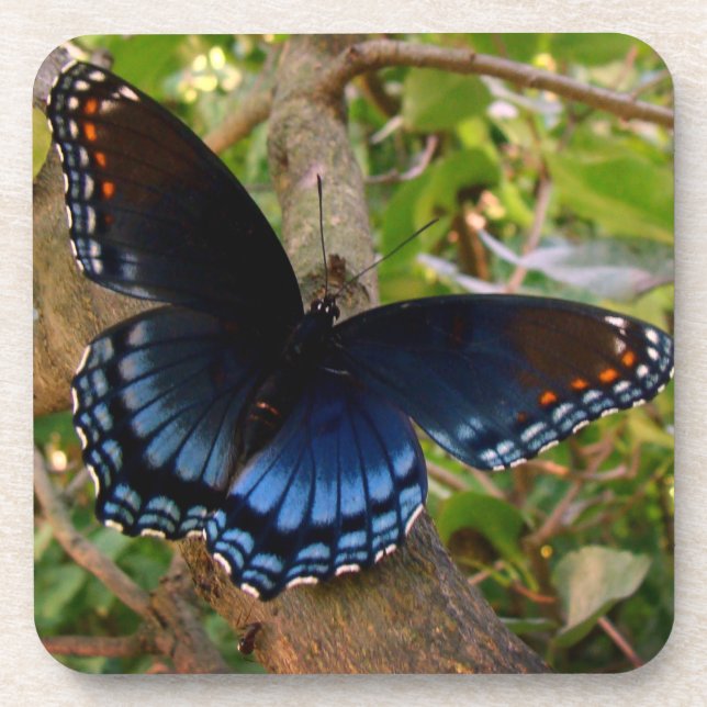 Porta-copo Blue and Black Swallowtail no Jardim Ohio (Frente)