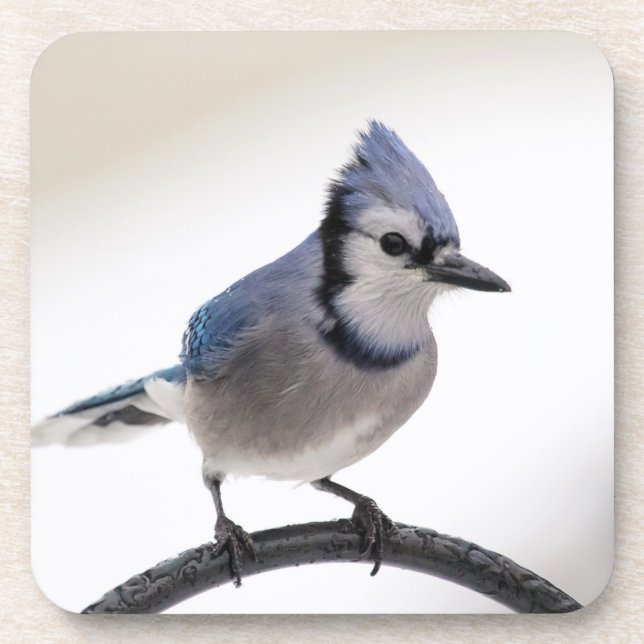 Porta-copo Blue Jay no inverno (Frente)