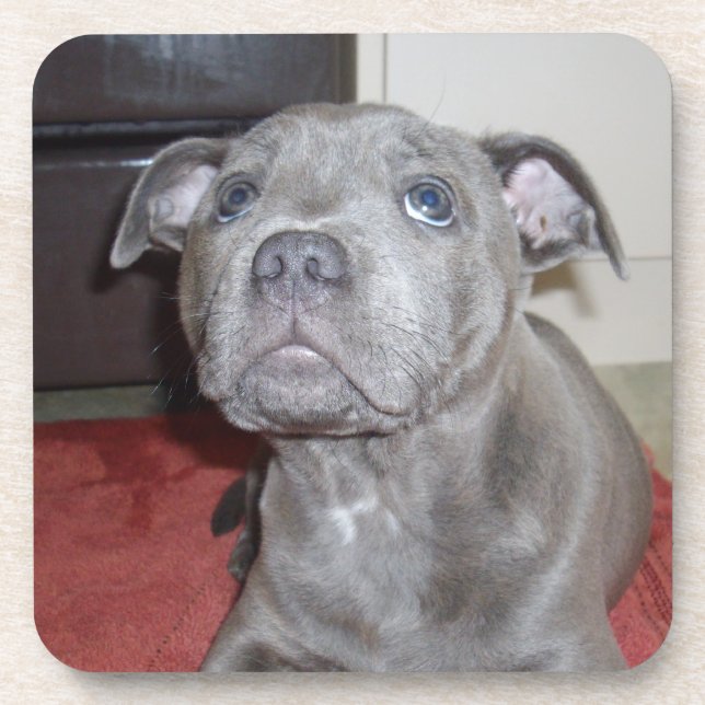 Porta-copo Blue Staffordshire Bull Terrier Puppy (Frente)