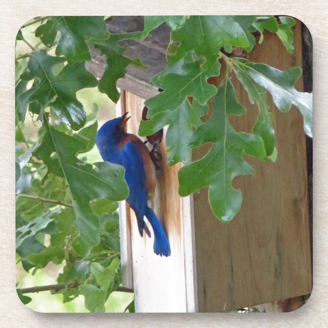 Porta-copo Bluebird em casa (Frente)