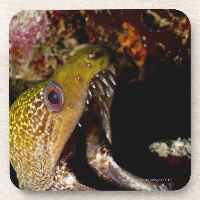 Porta-copo Boca bocejando e intimidativo de um Yellowmargin (Frente)