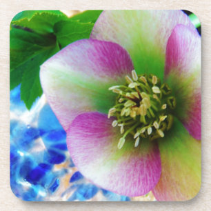 Porta-copo Bola de vidro azul Rosa de Lenten rosa