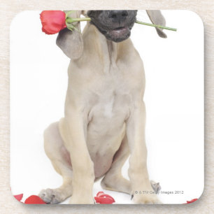 Porta-copo bonito, admiração, romance, amor,
