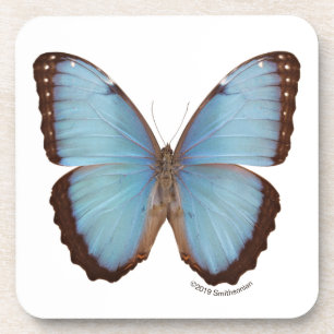 Porta-copo Borboleta azul de Morpho
