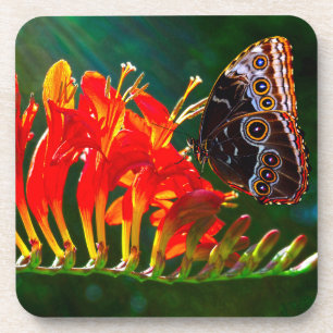Porta-copo Borboleta azul-morfologia em flores de Crocosmia L
