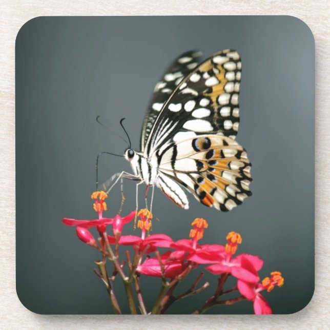 Porta-copo Borboleta branca preta e amarela em flores rosa (Frente)