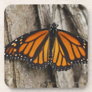 Porta-copo Borboleta de monarca