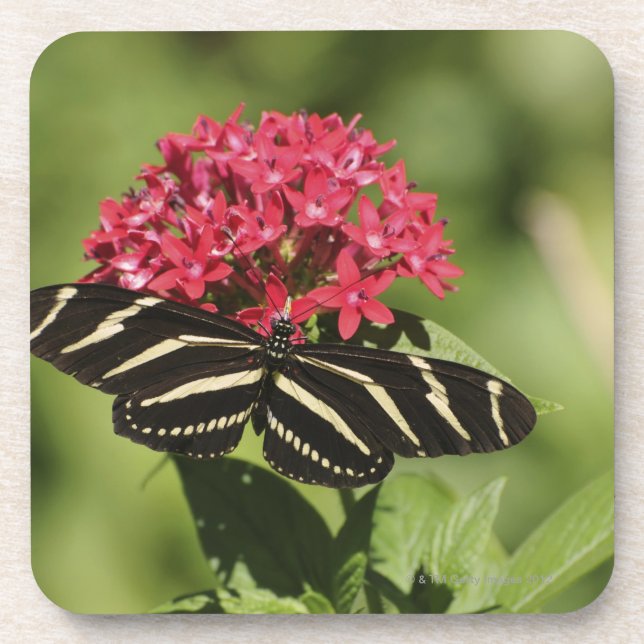 Porta-copo Borboleta longwing da zebra, Heliconius (Frente)